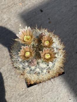 Escobaria dasyacantha